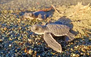 DELT Project: Una nueva esperanza para las tortugas marinas