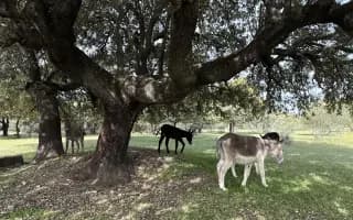 Ayúdanos: Vallados seguros, animales del santuario a salvo