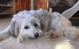 Ayuda urgente para mi perrita Donna