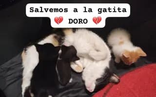 Ayuda para Intervenir de Hernia Diafragmática Grave a DORO 🐱💔