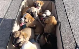 La Casa de las Reinas: Un nuevo refugio para los cachorros más vulnerables