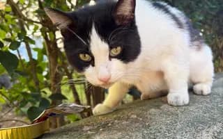 Ayuda Gastos Veterinarios Vaquita